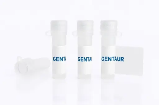 [sk-5621] TOPO-Blunt End Cloning